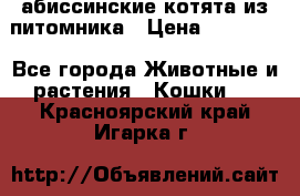 абиссинские котята из питомника › Цена ­ 15 000 - Все города Животные и растения » Кошки   . Красноярский край,Игарка г.